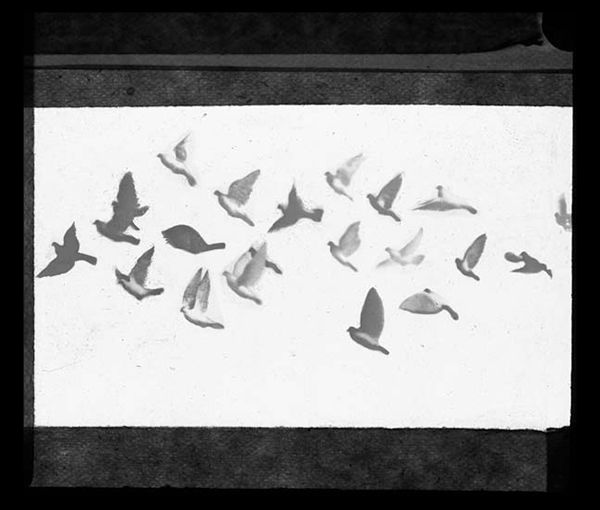 'Pigeons, fly' © Kingston Museum and Heritage Service, 2010